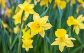 Field of daffodils