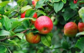 How and when to prune an apple tree