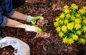 Woman mulching a yellow flowerbed