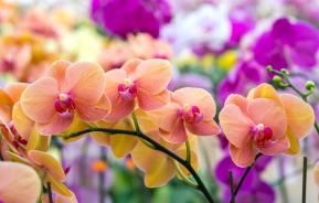 FERTILIGENE Orchideen-Düngerstäbchen – 10 Stück, Nährstoffe Für 8 Wochen | Langzeitdünger Für Topfpflanzen & Blumenkästen
