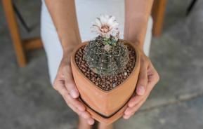 Cactus planted with clay balls