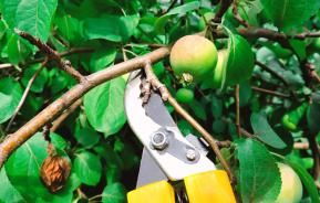 Apple tree being pruned