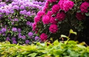 Pink and purple rhododendron flowers