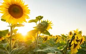 Sunflower Field at Sunrise