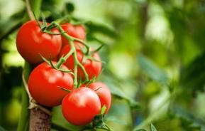 Tomatoes on a vine