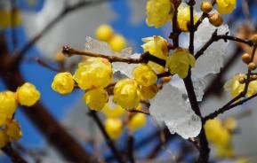 Bluetepflanzen im Winter