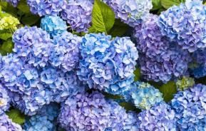 How and when to prune hydrangeas