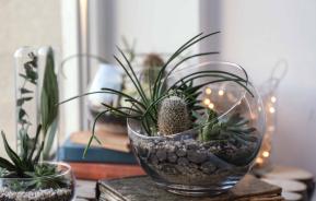 Cacti and succulents by a window