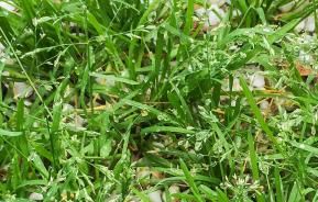 Annual Meadow Grass