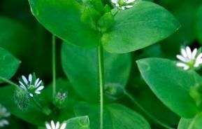 chickweed