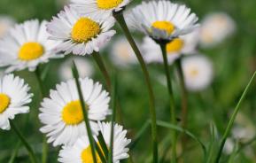 daisies