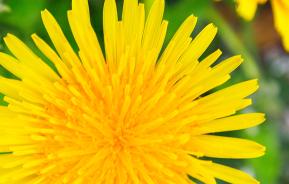 Dandelion control