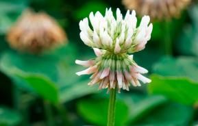 white clover