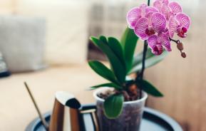 FERTILIGENE Orchideen-Düngerstäbchen – 10 Stück, Nährstoffe Für 8 Wochen | Langzeitdünger Für Topfpflanzen & Blumenkästen
