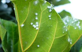 What are woolly aphids?