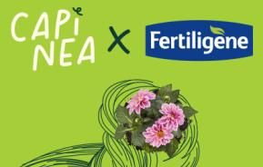 Capinea x Fertiligène. Paillage anti-sécheresse