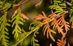 Schuppenbräune an Thuja