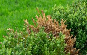 Boxwood Blight