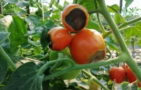 Maladie du cul noir de la tomate