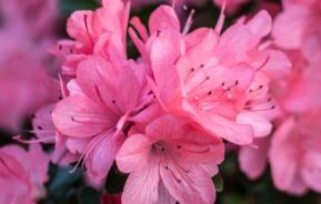 Azalea small