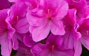 Rhododendron