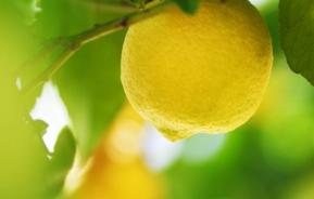 Lemon Tree