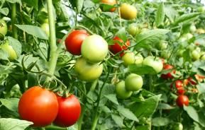 Tomatoes on plant