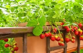 Balcony Rail with Planter and Ripe Tomatoes