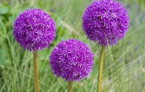 Allium