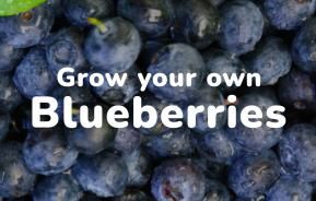 Grow your own Blueberries