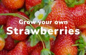 Grow your own Strawberries