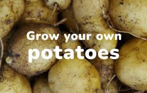 Grow your own potatoes