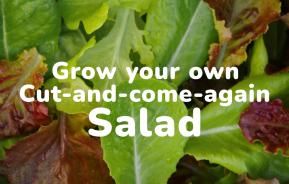 Grow your own salad greens