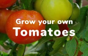 Grow your own Tomatoes