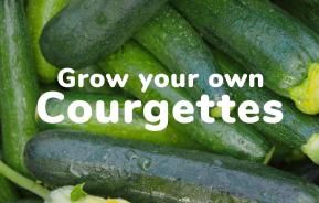 Grow your own courgettes