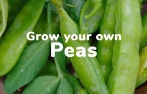 Grow your own peas