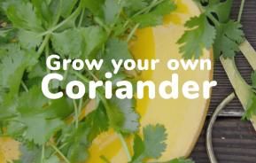 Coriander