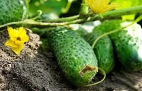 how to grow cucumber video