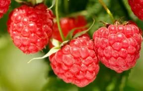 how to grow raspberries video