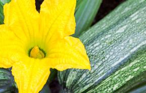 Zucchini