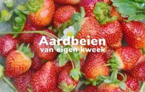 aardbeien kweken