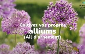 L' ail d'ornement ou allium