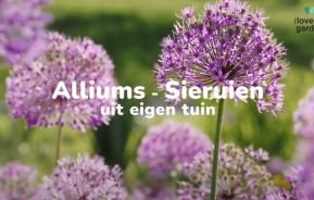 Hoe alliums of sieruien kweken?