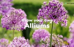 How to grow and care for alliums | Love The Garden