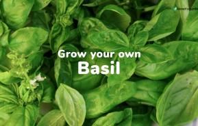 How to grow your own basil | Love The Garden