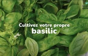 Basilic