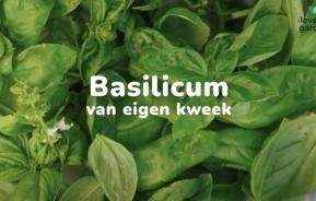 Hoe zelf basilicum kweken?
