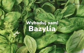 bazylia