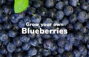 How to grow your own blueberries | Love The Garden