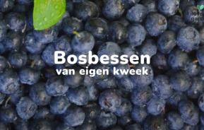 Zelf bosbessen kweken